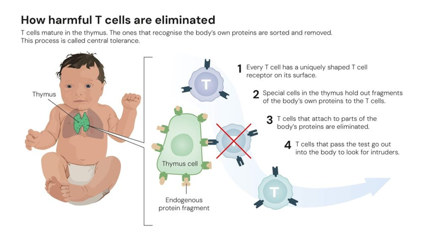星欧注册：逆主流理论爆冷摘得2025诺贝尔生医奖，免疫“刹车”机制终获认可