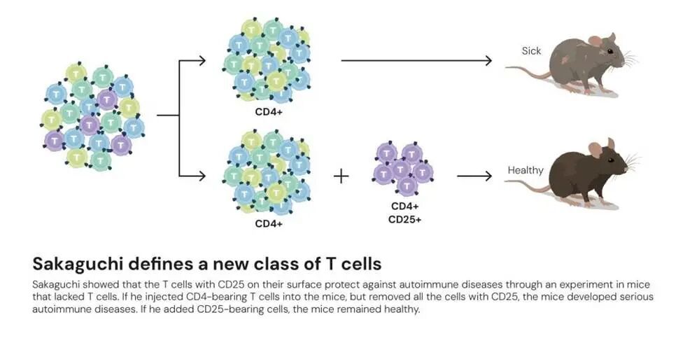 星欧注册：逆主流理论爆冷摘得2025诺贝尔生医奖，免疫“刹车”机制终获认可