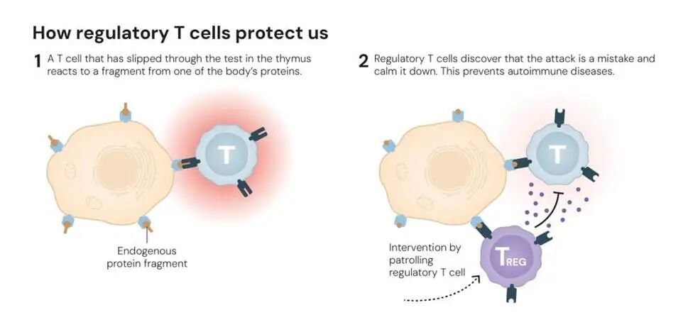 星欧注册：逆主流理论爆冷摘得2025诺贝尔生医奖，免疫“刹车”机制终获认可
